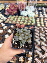 Load image into Gallery viewer, Haworthia Silver Turtle - April Farm/Rare Succulent