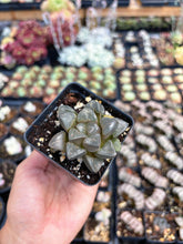 Load image into Gallery viewer, Haworthia Silver Turtle - April Farm/Rare Succulent