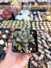 Load image into Gallery viewer, Haworthia Silver Turtle - April Farm/Rare Succulent