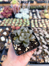 Load image into Gallery viewer, Haworthia Silver Turtle - April Farm/Rare Succulent