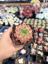 Load image into Gallery viewer, Echeveria Fantasy Nebula - April Farm/Rare Succulent