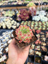 Load image into Gallery viewer, Echeveria Fantasy Nebula - April Farm/Rare Succulent
