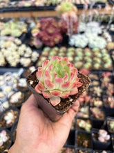 Load image into Gallery viewer, Echeveria Fantasy Nebula - April Farm/Rare Succulent