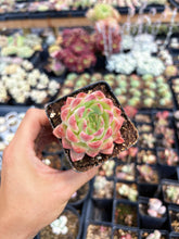 Load image into Gallery viewer, Echeveria Fantasy Nebula - April Farm/Rare Succulent