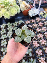 Load image into Gallery viewer, Haworthia Crystal Comptoniana - April Farm/Rare Succulent