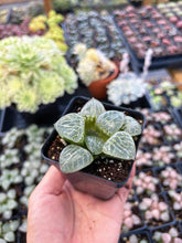 Load image into Gallery viewer, Haworthia Crystal Comptoniana - April Farm/Rare Succulent