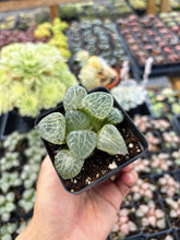 Load image into Gallery viewer, Haworthia Crystal Comptoniana - April Farm/Rare Succulent