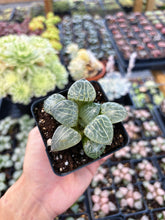 Load image into Gallery viewer, Haworthia Crystal Comptoniana - April Farm/Rare Succulent
