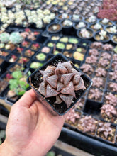 Load image into Gallery viewer, Haworthia Pink Pattaya - April Farm/Rare Succulent