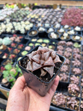 Load image into Gallery viewer, Haworthia Pink Pattaya - April Farm/Rare Succulent