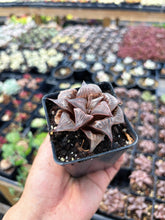 Load image into Gallery viewer, Haworthia Pink Pattaya - April Farm/Rare Succulent
