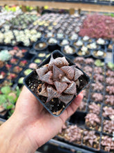 Load image into Gallery viewer, Haworthia Pink Pattaya - April Farm/Rare Succulent