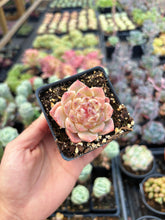 Load image into Gallery viewer, Echeveria Bingpo - April Farm/Rare Succulent