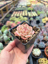 Load image into Gallery viewer, Echeveria Bingpo - April Farm/Rare Succulent