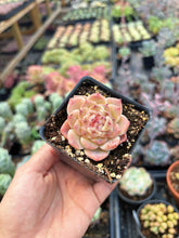 Load image into Gallery viewer, Echeveria Bingpo - April Farm/Rare Succulent