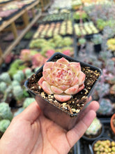 Load image into Gallery viewer, Echeveria Bingpo - April Farm/Rare Succulent