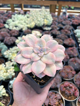Load image into Gallery viewer, Pentandrum Superbum Variegated - April Farm/Rare Succulents