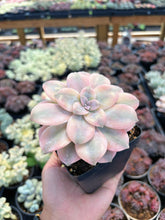 Load image into Gallery viewer, Pentandrum Superbum Variegated - April Farm/Rare Succulents