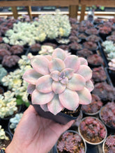 Load image into Gallery viewer, Pentandrum Superbum Variegated - April Farm/Rare Succulents
