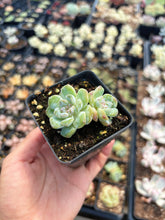 Load image into Gallery viewer, Echeveria Snowy Grace - April Farm/Rare Succulent