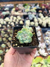 Load image into Gallery viewer, Echeveria Snowy Grace - April Farm/Rare Succulent