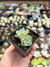 Load image into Gallery viewer, Echeveria Snowy Grace - April Farm/Rare Succulent