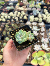 Load image into Gallery viewer, Echeveria Snowy Grace - April Farm/Rare Succulent