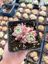 Load image into Gallery viewer, Echeveria Cream Beauty - April Farm/Rare Succulent