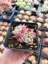 Load image into Gallery viewer, Echeveria Cream Beauty - April Farm/Rare Succulent