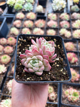 Load image into Gallery viewer, Echeveria Cream Beauty - April Farm/Rare Succulent