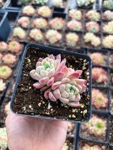 Load image into Gallery viewer, Echeveria Cream Beauty - April Farm/Rare Succulent