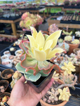 Load image into Gallery viewer, Echeveria Variegated Aquarius frills cluster (1) - April Farm/Rare Succulent