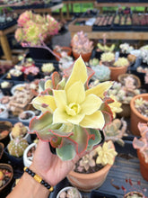 Load image into Gallery viewer, Echeveria Variegated Aquarius frills cluster (1) - April Farm/Rare Succulent