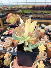 Load image into Gallery viewer, Echeveria Variegated Aquarius frills cluster (1) - April Farm/Rare Succulent