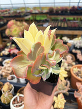 Load image into Gallery viewer, Echeveria Variegated Aquarius frills cluster (1) - April Farm/Rare Succulent