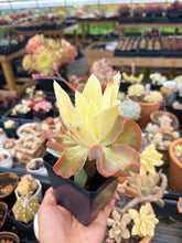 Load image into Gallery viewer, Echeveria Variegated Aquarius frills cluster (1) - April Farm/Rare Succulent