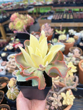Load image into Gallery viewer, Echeveria Variegated Aquarius frills cluster (1) - April Farm/Rare Succulent