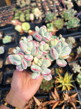 Load image into Gallery viewer, Rounded cotyledon orbiculata varigated large cluster (3) - April Farm/Rare Succulent