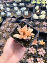 Load image into Gallery viewer, Haworthia Orange Variegated Retusa (1) - April Farm/Rare Succulents
