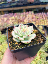 Load image into Gallery viewer, Echeveria Chihuahuaensis Variegated - April Farm/Rare Succulent