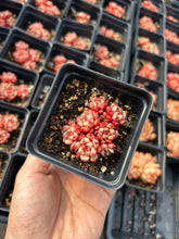 Load image into Gallery viewer, Echeveria Yangjing - April Farm/Rare Succulents