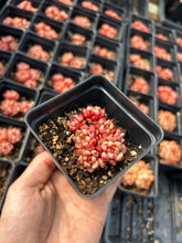 Load image into Gallery viewer, Echeveria Yangjing - April Farm/Rare Succulents
