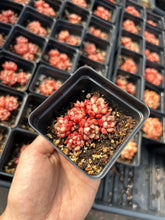 Load image into Gallery viewer, Echeveria Yangjing - April Farm/Rare Succulents
