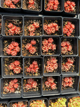 Load image into Gallery viewer, Echeveria Yangjing - April Farm/Rare Succulents