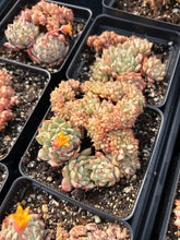 Load image into Gallery viewer, Echeveria Crested Elaine - April Farm/Rare Succulents