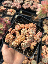Load image into Gallery viewer, Echeveria Crested Elaine - April Farm/Rare Succulents