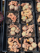 Load image into Gallery viewer, Echeveria Crested Elaine - April Farm/Rare Succulents