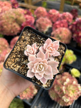 Load image into Gallery viewer, Echeveria Subsessilis variegated small cluster - April Farm/Rare Succulents