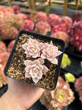 Load image into Gallery viewer, Echeveria Subsessilis variegated small cluster - April Farm/Rare Succulents
