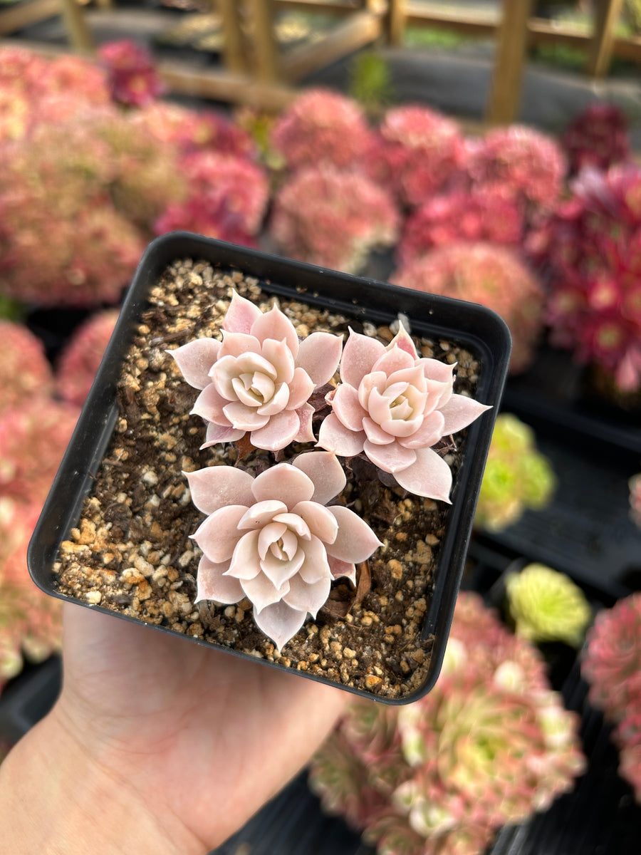 Echeveria Subsessilis variegated small cluster - April Farm/Rare Succu